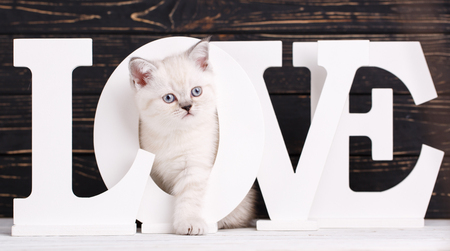 Scottish straight cat cream color. Background with kitten ready for your design. Kitty goes through the letterの写真素材