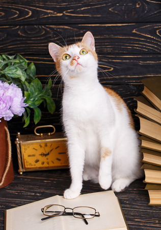 A playful pussy sits at the book and looks up. On a black background.の写真素材