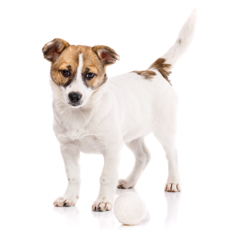 The dog is with a raised tail. Puppy standing near the ball. Isolated on a white background. Poster for hotels for animalsの写真素材
