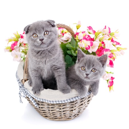 Scottish straight and scottish fold kittens. Gray kittens sitting in a basket with flowers. One cat stands and the other is sitting in a basket with flowers. Cats with decorationsの写真素材