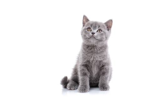 Scottish straight kitten. Funny gray kitten looks upwards. Playful kitten explores new territory. Isolated on a white background.の写真素材