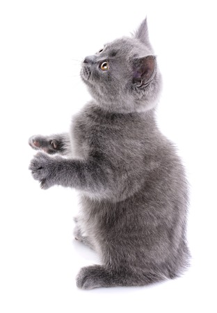 Fluffy cat looks to the left. Cat on hind legs. Funny gray kitten looks upwards. A cat with furry mustache is isolated on a white backgroundの写真素材