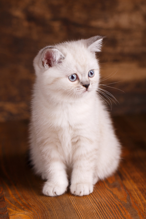 Scottish straight cat cream color. As an element of the design of the showcase. Fluffy white kitten looks to the rightの写真素材
