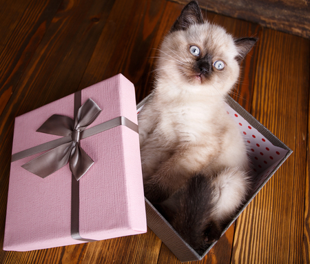Scottish straight cat cream color. As a design element gift wrapping. Kitten is in the gift box. The cat looks upの写真素材
