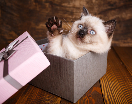 Scottish straight cat cream color. Making a postcard for a lovers day. A playful kitten in the boxの写真素材