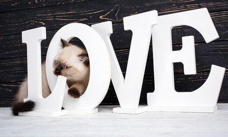 Scottish straight cat cream color. As a design element gift wrapping. The word is LOVE on a black backgroundの写真素材