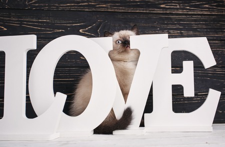 Scottish straight cat cream color. Making a postcard for a lovers day. The pussy hid behind the letters. Kitten looks through lettersの写真素材