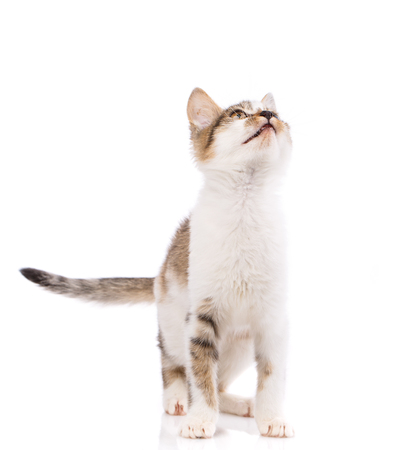 A kitten sits on the front and looks up. . The cat is isolated on a white background. As package design element for cat foodの写真素材