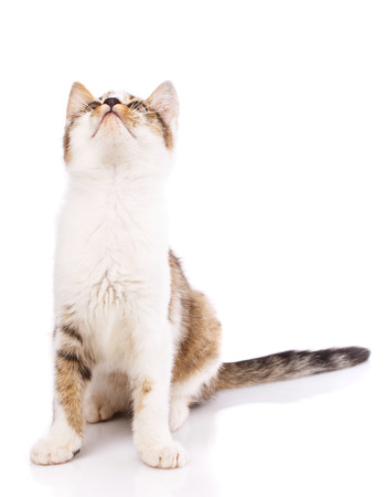 Kitty sits face to camera and raised her head up. The cat is isolated on a white background. Concept promotional flyerの写真素材