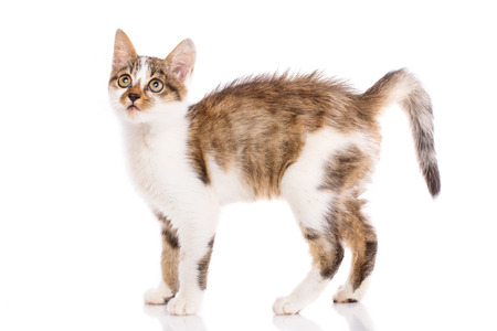 A playful, fluffy kitten looking up. A playful kitten on a white background. The cat is isolated on a white background. Poster for pet storesの写真素材