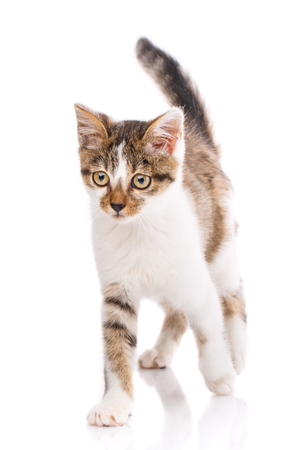 The cat is standing by lifting the tail. The cat is isolated on a white background. Valentine's dayの写真素材