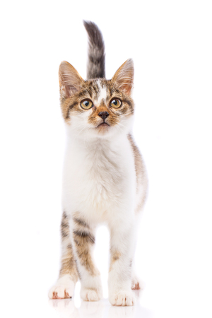 A cute kitten stands and looks at the camera. The cat is standing by lifting the tail. The cat is isolated on a white background. As package design element for cat foodの写真素材