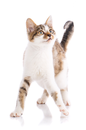 A playful, fluffy kitten looking up. The cat is standing by lifting the tail. The cat is isolated on a white background. Poster for pet storesの写真素材