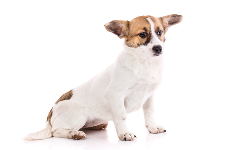 The puppy sits on his hind legs and looks to the right. As New Year's postcard design element. Isolated on a white backgroundの写真素材
