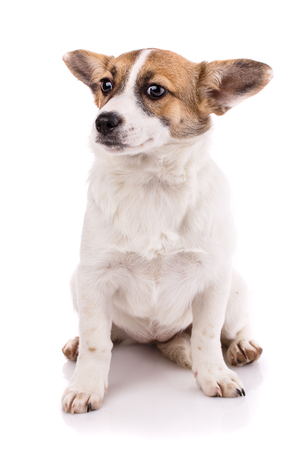 The dog sits in front. The puppy sits on his hind legs and looks to the left. Poster for hotels for animals. Isolated on a white backgroundの写真素材