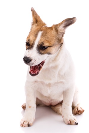 The dog is yawning. Isolated on a white background. Concept promotional flyerの写真素材