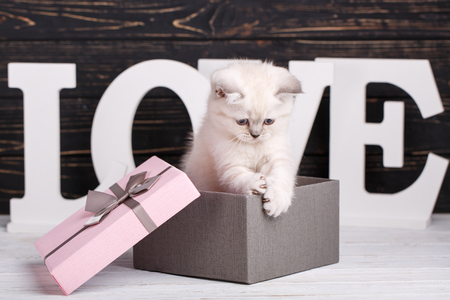 Scottish straight cat cream color. Making a postcard for a lovers day. Scottish purebred kittens during a professional shooting. The kitten sits in a gift boxの写真素材