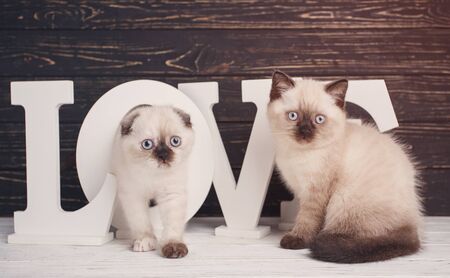 Scottish straight and scottish fold kittens. Kitty goes through the letterの写真素材