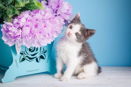 A little kitten sitting.の写真素材