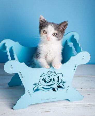 A kitten in a blue box.の写真素材
