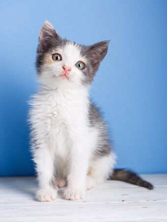 A little kitten with a gray tail sits on a white tableの写真素材