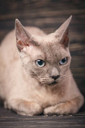 Thoroughbred cat. Exhibition of cats concept. Beautiful Devonian rex catの写真素材