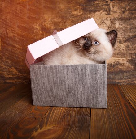 Scottish straight cat cream color. A playful kitten in the boxの写真素材