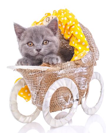 Scottish straight kitten. The cat looks at the photographer. A kitten like a small child is in a stroller. Playful kitten explores new territory. Cats with decorations. Isolated on a white background.の写真素材