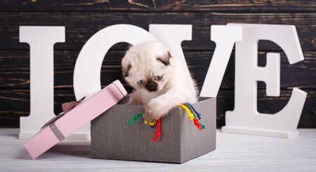 Scottish fold kitten. Making a postcard for a lovers day. The kitten sits in a gift boxの写真素材