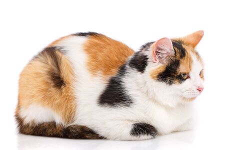 Unhappy cat on a white background. A frustrated cat sits with his head loweredの写真素材