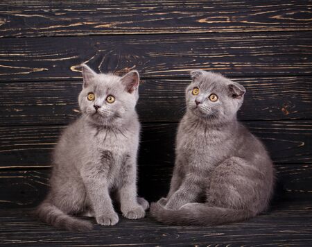 Scottish straight and scottish fold kittens. Two gray fluffy kittens are looking to the left. Funky kittens explore new territories. On a black backgroundの写真素材