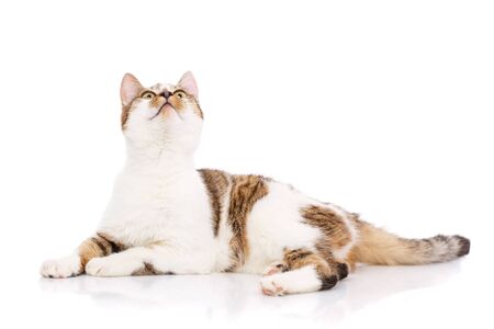 Cat, pet, and cute concept - kitten on a white background. Cat posterの写真素材
