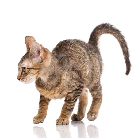 Cat, pet, and cute concept - kitten on a white background. Cat posterの写真素材