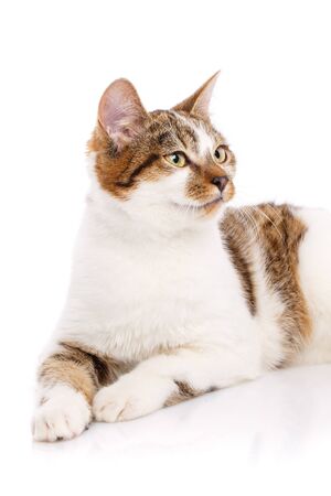 Portrait of a cat on a white background looks sidewaysの写真素材