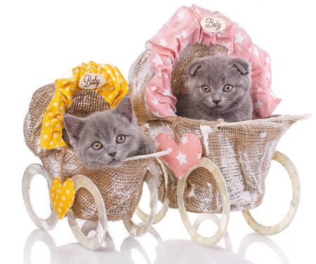 Scottish straight and scottish fold kittens. Two kittens in decorative strollers. Purebred kittens at the photo studio. Cats with decorations. Isolated on a white background.の写真素材