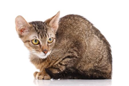 Pets, animals and cats concept - portrait of a striped catの写真素材