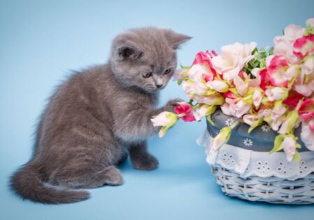 Kitty sits sideways and looks flowers. The cat is playing with flowers. Kitty sniffs flowers. Professional shooting a kitten. On a blue backgroundの写真素材