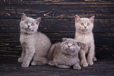Three kittens Two kittens are sitting and one is lying. Professional photography purebred kittens. On a black backgroundの写真素材