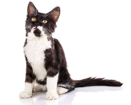 The black and white kitten looks at the light. Isolated on a white backgroundの写真素材
