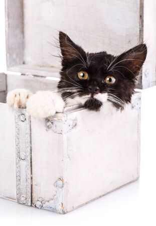 Black and white kitten lies in a white suitcase. Black cat with white paws and whiskers is looking at the camera. Isolated on a white backgroundの写真素材