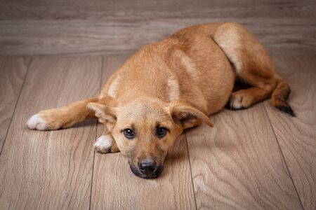 A sad red dog is on the boards. The dog is waiting for the owner. Pets. Dogs are friend of peopleの写真素材