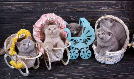 Scottish straight and scottish fold kittens. Funny kitten with decorations. Playful fluffy kittens. On a black wooden backgroundの写真素材