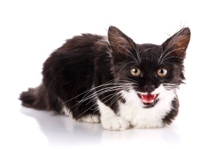 A kitten with white mustache lies and smiles. Black and white kitten isolated on a white background.の写真素材