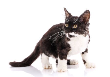 Fluffy cat with a black back, white belly and long mustache looks to the side. Isolated on a white backgroundの写真素材