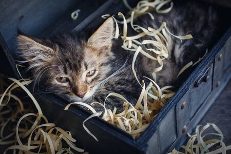Fluffy, striped, little, hilarious kitten in an open chestの写真素材