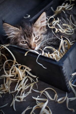 Fluffy, striped, little, hilarious kitten in an open boxの写真素材
