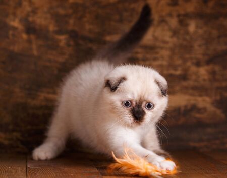 Scottish fold kitten. Concept of a leaflet for pet products. A playful kitten on a wooden background. Fluffy kitten is playingの写真素材