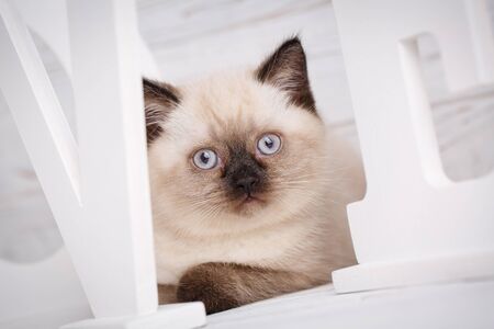 Concept of a leaflet for pet products. Lovely fluffy kitten on a background word LOVE. The pussy hid behind the letters. Kitten looks through lettersの写真素材