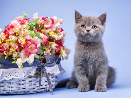 Scottish straight kitten. The kitten is next to the bright flowers. Professional shooting a kitten. On a blue backgroundの写真素材