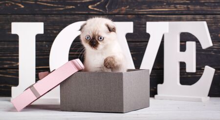 Scottish fold kitten. The kitten sits in a gift box. Valentines Day greeting card.の写真素材